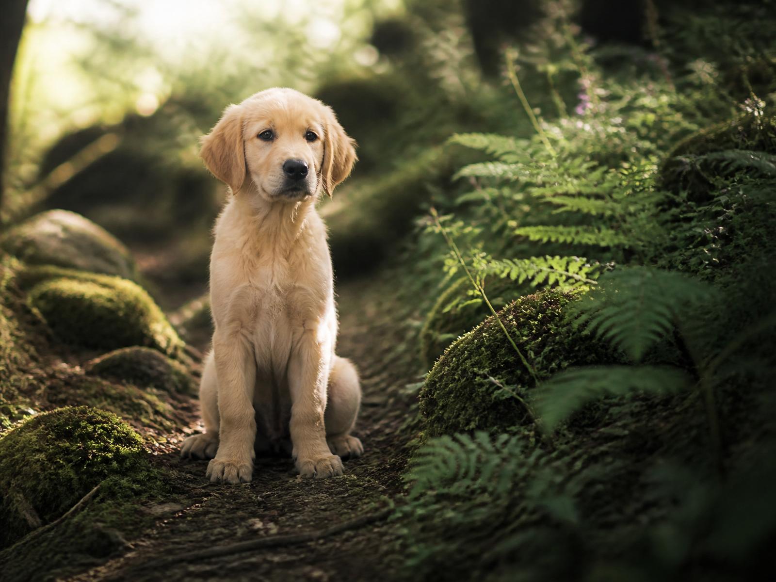 A calm golden retriever puppy sitting in a mossy Irish forest
